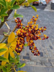 Kislevelű sugárarália - Heptapleurum arboricola, Heptapleurum arboricola syn. Schefflera arboricola, évelő, fásszárú